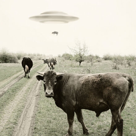 Cows in a pasture. The cow in the foreground is looking at the camera. In the far distance, a cow is being beamed up to a UFO.