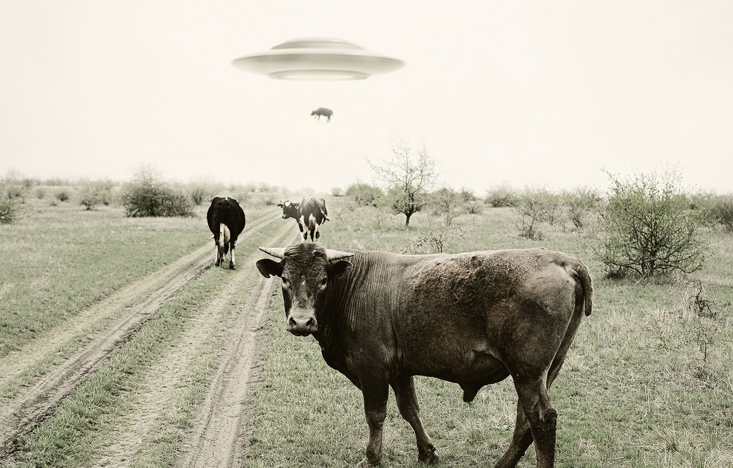 Cows in a pasture. The cow in the foreground is looking at the camera. In the far distance, a cow is being beamed up to a UFO.
